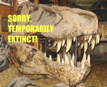 T. rex skull