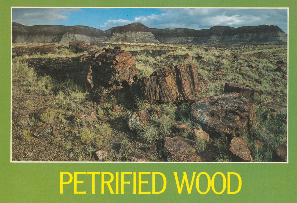 petrified wood