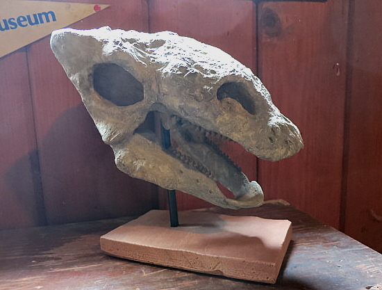 Gastonia skull