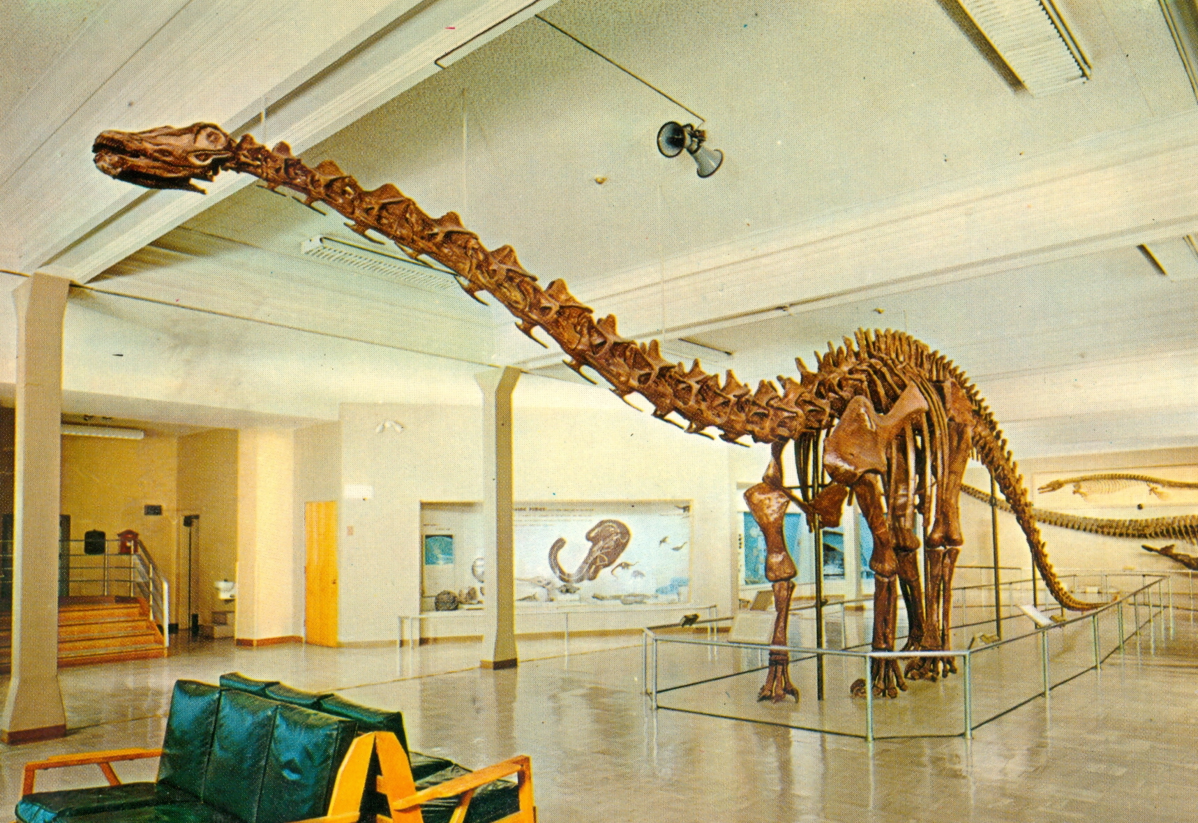 Diplodocus Skeleton Natural History Museum Diplodocus Skeleton Natural History Museum